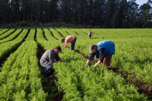 Notas: Socorro à agricultura familiar